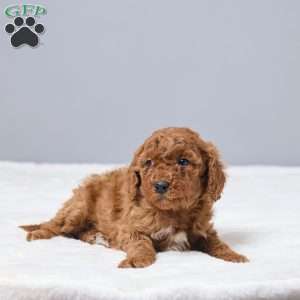 Corrie, Miniature Poodle Puppy